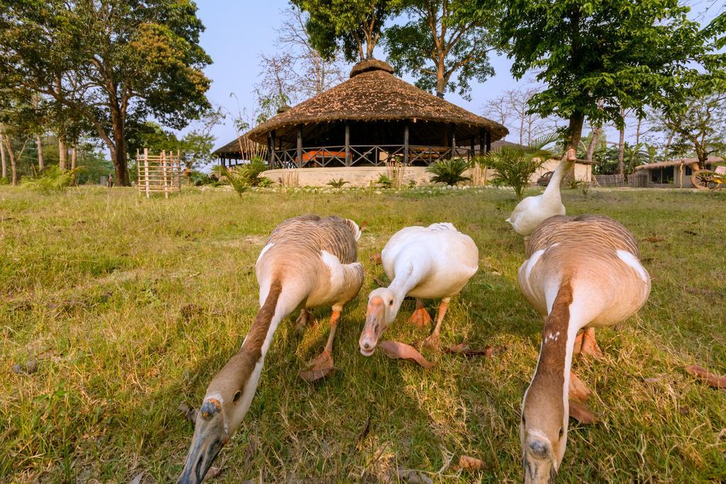 Hotel Siddhartha Wildlife Retreat Meghauli Exteriér fotografie