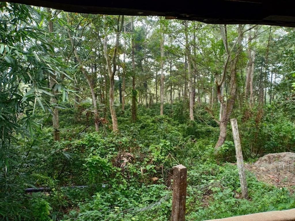 Hotel Siddhartha Wildlife Retreat Meghauli Exteriér fotografie